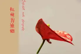 大文豪沈从文追星，如何毁掉了美若天仙的九妹图片