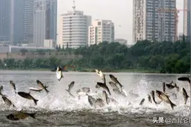 是地震的前兆吗？吉林长春鱼群跃出水面，密密麻麻像是湖水被烧开图片