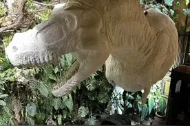 最强大脑王昱珩的家，堪称自然博物馆！图片