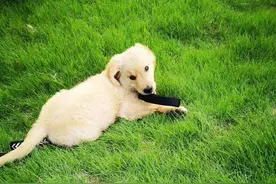 犬细小病毒会在狗和狗之间传播？图片