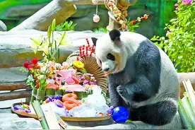 喜提“豪华赛车”+吃冰镇竹筒蛋糕！大熊猫双胞胎在厦过8岁生日图片