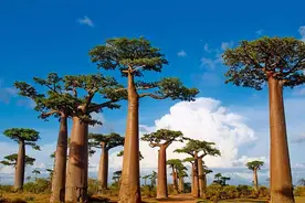 一棵树能养活一家人？猴面包树帮非洲人度过饥荒，我国能否引进？图片