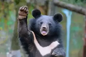 独眼黑熊拦住采药老中医，只为求救难产母熊，熊崽出生后全家报恩图片