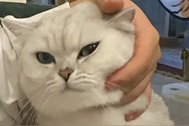 经常摸猫咪的头，在猫眼里，它是这么想的图片