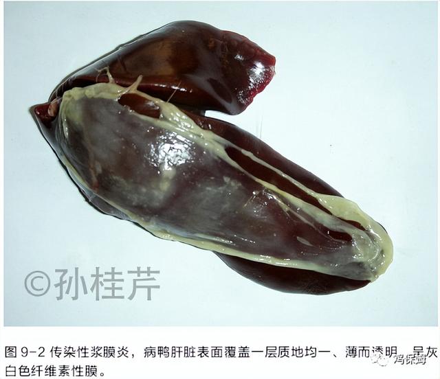 胳膊鸡皮肤发黑