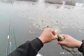 钓鲫鱼顶漂很正常！钓灵追求顿口并不能让你钓得更多，野钓别盲目图片