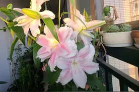 阳台易养花卉百合栽培经验图片