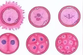 囊胚移植成功率高？要不要养囊？移植前你一定要知道图片