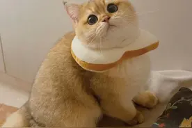 猫界冠军“金渐层”，养了等于捡到宝，太抢手！图片