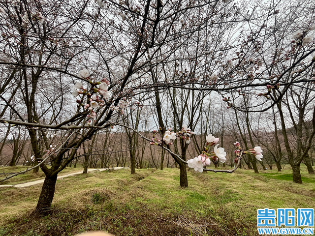 贵安樱花开了吗？花苞：再等几日