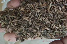 哪里有淫阳藿种子卖，多少钱一斤？图片