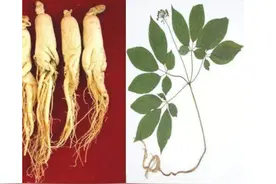 珍贵中药材人参（上）图片