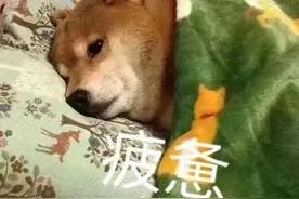 可爱搞笑的表情包：这个破班真的不想上了图片