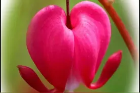 荷包牡丹——花开有时（123）图片