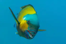 海洋发现的新奇怪物种。各种奇葩图片