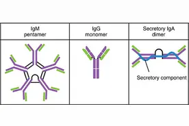 北京等多地开展新冠抗体检测，测抗体到底是怎么回事？图片