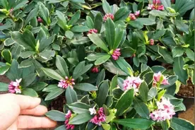 5种花最怕热，到了夏天就休眠，赶紧搬到阴凉处图片