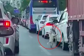 东莞一车主车流中丢弃小狗，附近保安：它在车窗前跳来跳去找主人，不救它就被车撞了图片