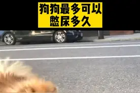 狗狗最多可以憋尿多久图片