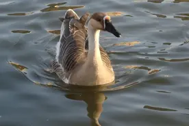 中国8种鹅类介绍图片