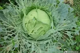 春季叶类菜的“大敌”，菜青虫的防治技巧图片