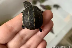长不大的迷你龟，果核龟图片