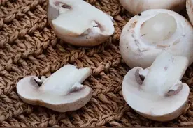 睡前故事：蘑菇风扇图片