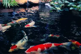 如何建造一处绝美的庭院鱼池？建造鱼池有哪些禁忌，你知道吗？图片