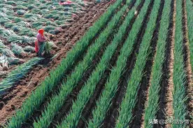 今年温度特殊，秋季大葱和大蒜什么时间种植？正确答案来了图片