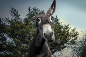 驴对人有啥用？驴有什么特殊能力，导致马永远无法取代它的位置？图片