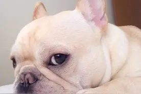 法斗需要注意的几个要点图片