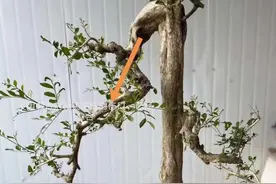 下山桩做盆景，用好这4招，伤口再大也不怕，照样成活图片