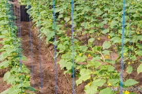 哪些蔬菜需要打顶？哪些需要打叉？哪些需要摘叶？种菜必备常识图片