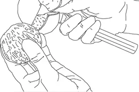 香料知识：广东三样宝之陈皮，很有讲究，不要弄错图片