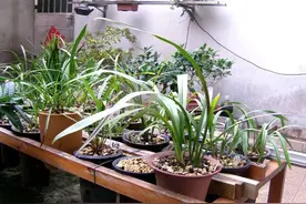 养兰自来水不能直接用，3招配制兰花喜欢“喝”的水图片