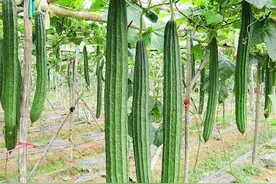 丝瓜到了开花结果期，记得做好4件事，结瓜一茬接一茬图片