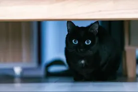 黑猫，据说满有神道图片