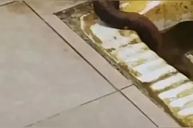 头皮发麻！广东某校厕所钻出眼镜蛇！啊啊啊换我可能当场去世！图片