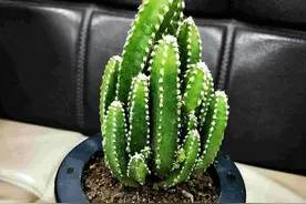 盆栽“万重山”，做好这“几件事”，重峦叠嶂，还可以开小花图片