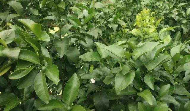 6鏈堢鐞嗭綔鑴辫偉涓ラ噸鑶ㄦ灉鎱㈡垚棣栬闂锛佹灉涓ぇ灏忓樊璺濆ぇ锛岃灗铏梾澶? onerror=