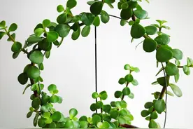 十种常用的家庭观叶盆栽，你都养过吗？图片