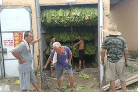 一个烟农的种植报告：2021年烟草种植现状总结和思考图片