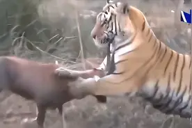 懂梗丨滑铲图片