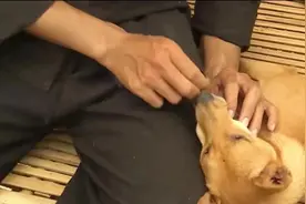 越南男子给妻子换个狗心脏图片