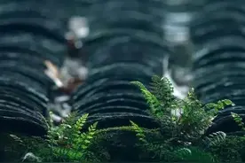 散文：把自己还给自己，让花成花，让树成树图片