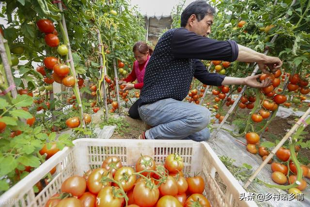 不管种啥菜，有经验的菜农都讲究施三肥，哪三肥？如何施？