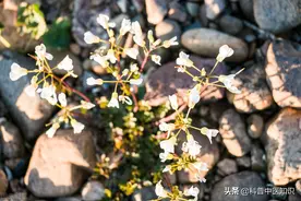 乳糜尿久治不愈：中医温阳补肾，燥湿化浊治愈图片