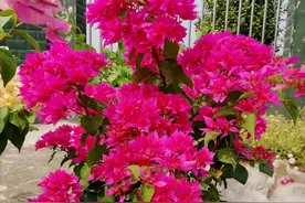 阳台还有位置，养盆三角梅“重瓣红”吧，又美又喜庆，三季有花看图片