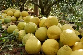 柚子什么时候成熟？“不起眼”的柚子，却对人体有这五种好处图片