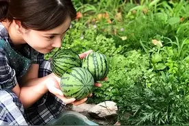 韩国女网友：中国那么穷，吃得起白菜吗？其实我们吃不完都喂猪图片